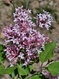 Pink_Perfume_20240422_MLD_MLD_2