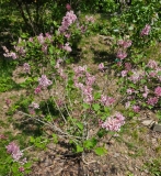 Pink_Perfume_20240427_MLD_MLD