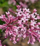 Pink_Perfume_20240427_MLD_MLD_2