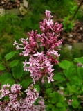 Pink_Perfume_Bloomerang_20200517_MLD_MLD_2
