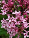 Pink_Perfume_Bloomerang_20200517_MLD_MLD_3