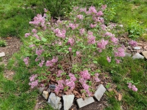 Pink_Perfume_Bloomerang_20210430_MLD_MLD_1