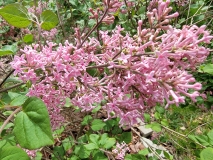Pink_Perfume_Bloomerang_20210430_MLD_MLD_2