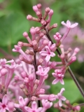 Pink_Perfume_Bloomerang_20210430_MLD_MLD_4