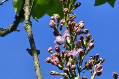 Pink Ruth