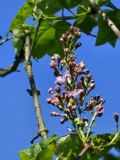 Pink_Ruth_20230427_HKLG_MLD