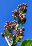 Pink_Ruth_20230427_HKLG_MLD_2