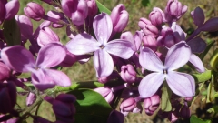 Pink_Spray_201505_MF_BB