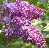 Pink_Spray_BP__MW_1