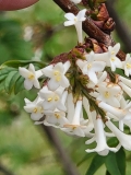 pinnatifolia_20210427_BLBG_MLD_4