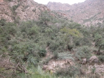 pinnatifolia_Helan_Mountain_Ningxia_China_CUI