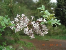 pinnatifolia_ILM_CUI