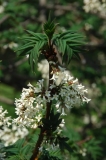 pinnatifolia_ZB_3