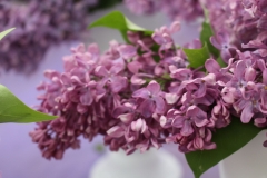 Pioner_2019_MGU__NS