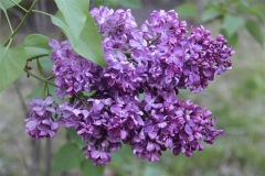 Pioner_2020_Russia_TP