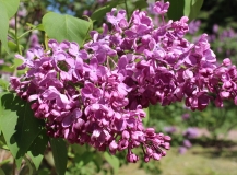 Pioner_SPBG_NS_1