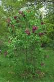 Pioner_ZB_1