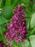 Pioner_ZB_2