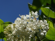 Pixie_201906_CV_MLD_2