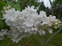 Pixie_201906_RBG_MLD_2
