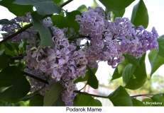 Podarok_Mame_2024_Russia_SB_1