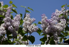 Podarok_Mame_2024_Russia_SB_2