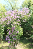 Polesskaya_Legenda_2021_Stavrapol_NS_4