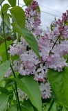 Polly_Hill_2021_Minnesota_KA