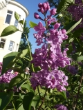 Poltava_20180526_PGBG_MLD_2
