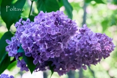 Poltava_2024_Moscow_ER