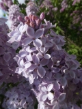 Pom_Pom_20180523_RAS_MLD_3