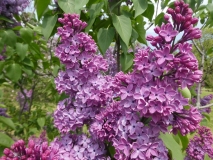 Pom_Pom_201906_MBG_MLD_2