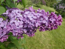 Pom_Pom_201906_MBG_MLD_4