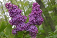 Pom_Pom_CH