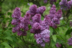 Pom_Pom_Main_BG_1