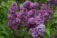 Pom_Pom_Main_BG_2
