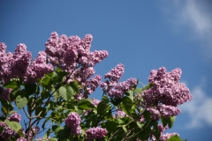 Pom_Pom_Main_BG_3