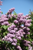 Pom_Pom_Main_BG_4