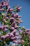 Pom_Pom_Main_BG_5