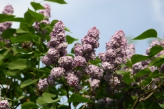 Pom_Pom_Main_BG_6