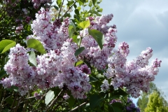 Pomorzanka