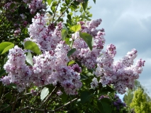Pomorzanka_IS