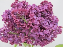 Pomorzanka_LNT2