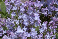 Porcelain Blue