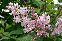 Prairial