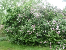 Prairial_201906_HA_MLD_1