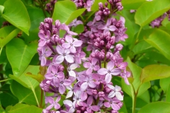 Prairie Petite