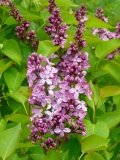 Prairie_Petite_201005UVHF_BB
