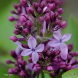 Prairie_Petite_2019_LM_CF