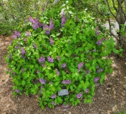 Prairie_Petite_20210428_NYBG_MLD_1